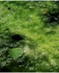Excessive amounts of pond and lake nutrients can lead to algae blooms and significant water quality issues.
