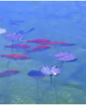 The reduction of nutrients within the pond or lake will dramatically improve water quality.